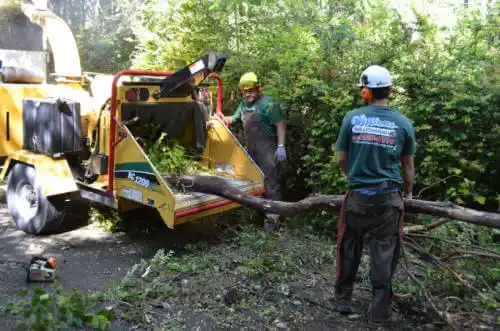 tree services Buena Vista